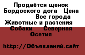 Продаётся щенок Бордоского дога › Цена ­ 37 000 - Все города Животные и растения » Собаки   . Северная Осетия